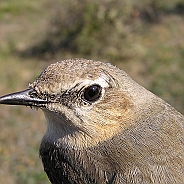 Stenskvätta, Sundre 20110606